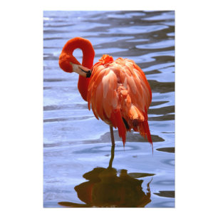 Flamingo on leg in water fotodruck
