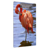 Flamingo on leg in water klemmbrett (Rechts)