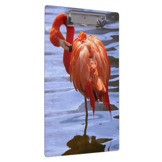 Flamingo on leg in water klemmbrett (Rechts)