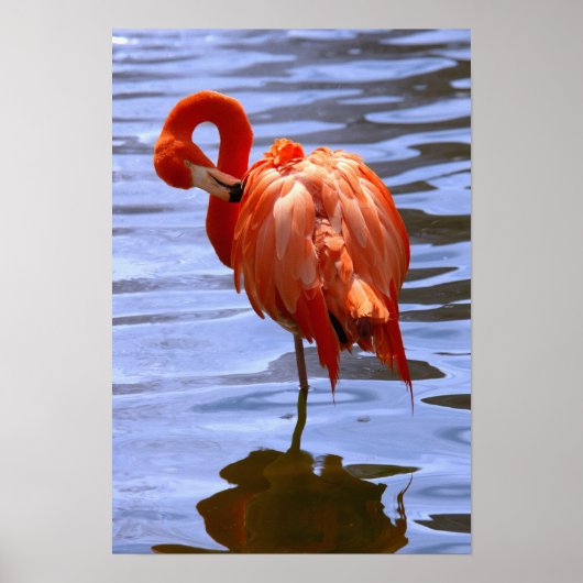 Flamingo on leg in water poster (Vorne)