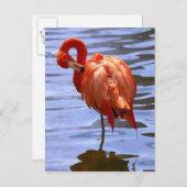 Flamingo on leg in water postkarte (Vorne/Hinten)