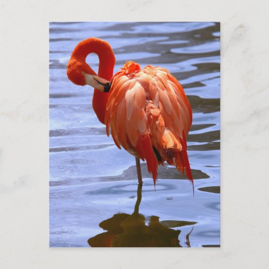 Flamingo on leg in water postkarte (Vorderseite)