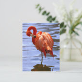 Flamingo on leg in water postkarte (Stehend Vorderseite)