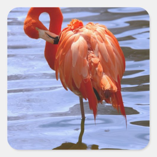 Flamingo on leg in water quadratischer aufkleber (Vorderseite)