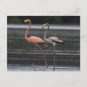 Flamingo Pair Postcard Postkarte