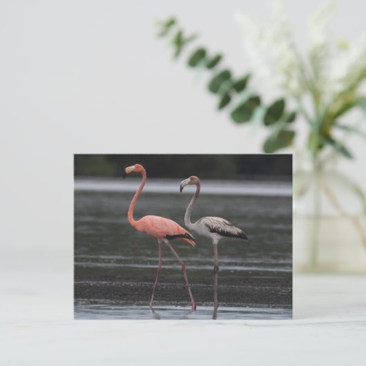 Flamingo Pair Postcard Postkarte (Stehend Vorderseite)
