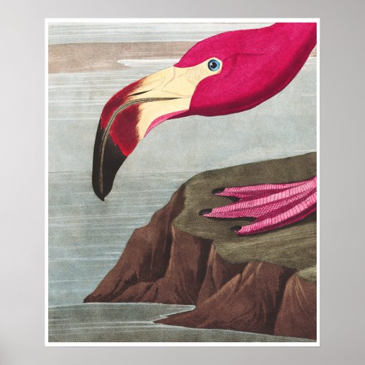 FLAMINGO PARK Audobon American Flamingo Poster (Vorne)