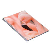 Flamingo (Phoenicopterus chilensis), mit Notizblock (Rechte Seite)