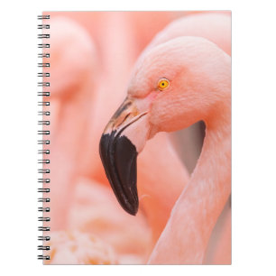 Flamingo (Phoenicopterus chilensis), mit Notizblock