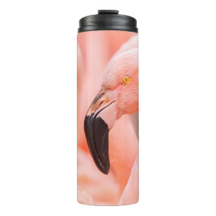 Flamingo (Phoenicopterus chilensis), mit Thermosbecher