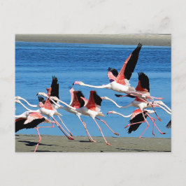 Flamingo Pink Flight Wildlife Foto Postkarte