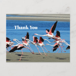 Flamingo Pink Flight Wildlife Foto Vielen Dank Postkarte