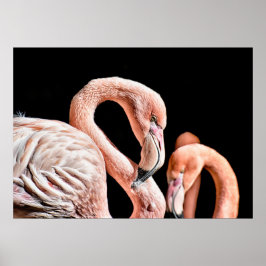 Flamingo Pink Wildlife Foto Poster