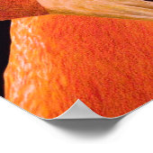 Flamingo Portrait Poster (Ecke)