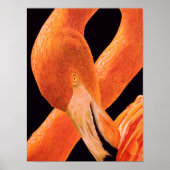 Flamingo Portrait Poster (Vorne)