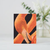 Flamingo Portrait Postkarte (Stehend Vorderseite)