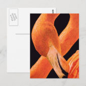 Flamingo Portrait Postkarte (Vorne/Hinten)