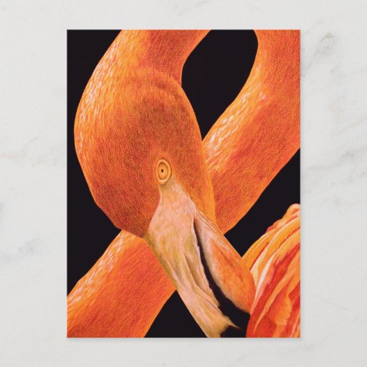 Flamingo Portrait Postkarte (Vorderseite)