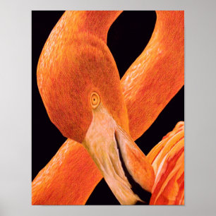 Flamingo-Porträt Poster