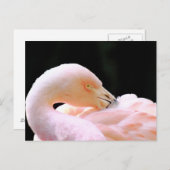 Flamingo Post Card Postkarte (Vorne/Hinten)
