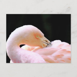 Flamingo Post Card Postkarte