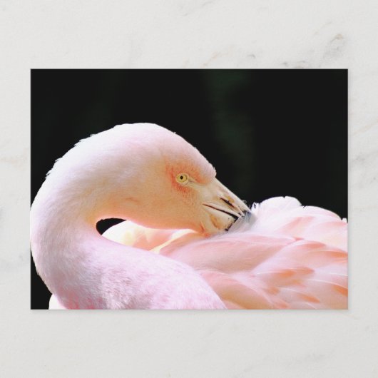 Flamingo Post Card Postkarte (Vorderseite)