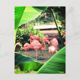 Flamingo Postcard Postkarte