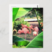 Flamingo Postcard Postkarte (Vorne/Hinten)