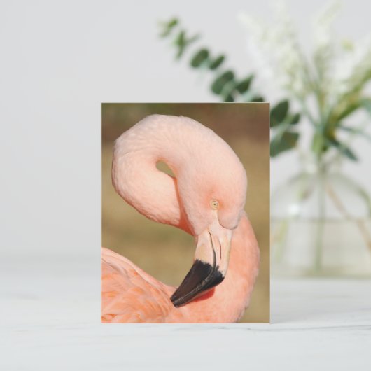 Flamingo Postcard Postkarte (Stehend Vorderseite)