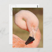 Flamingo Postcard Postkarte (Vorne/Hinten)