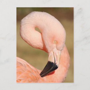 Flamingo Postcard Postkarte
