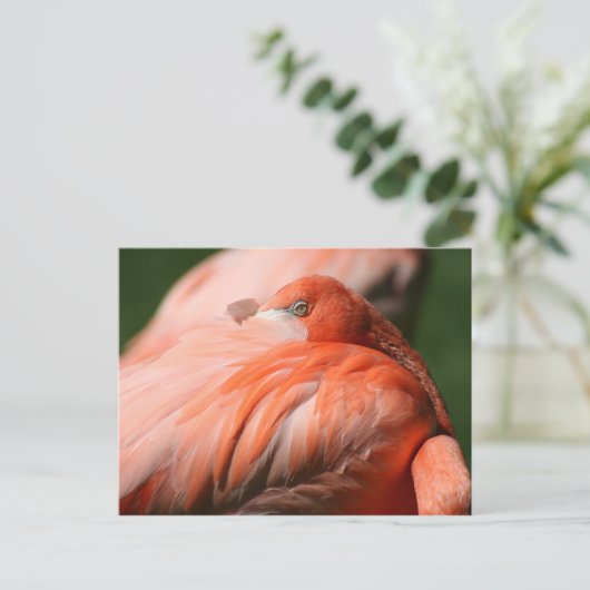 Flamingo Postcard Postkarte (Stehend Vorderseite)