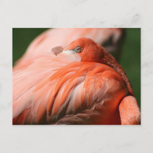 Flamingo Postcard Postkarte