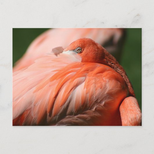 Flamingo Postcard Postkarte (Vorderseite)