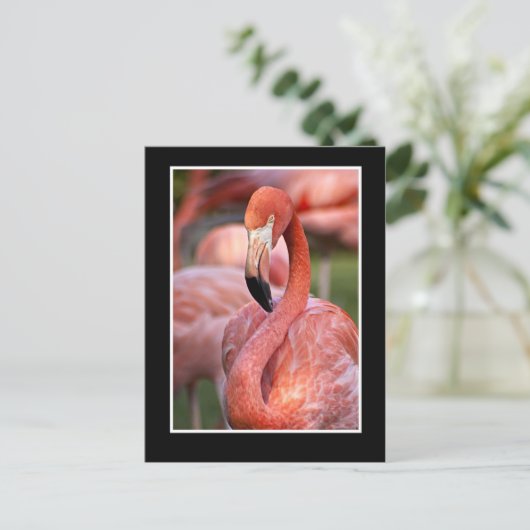 Flamingo Postcard Postkarte (Stehend Vorderseite)