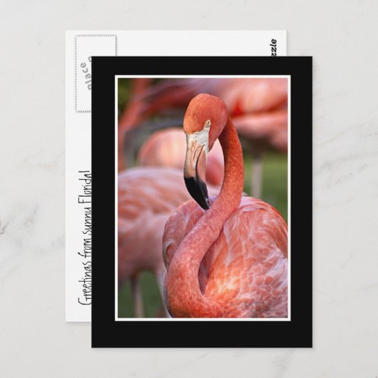 Flamingo Postcard Postkarte (Vorne/Hinten)