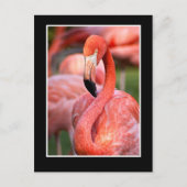 Flamingo Postcard Postkarte (Vorderseite)