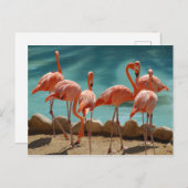 Flamingo Postcard Postkarte (Vorne/Hinten)