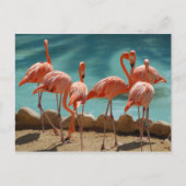 Flamingo Postcard Postkarte (Vorderseite)