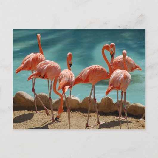 Flamingo Postcard Postkarte (Vorderseite)