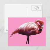Flamingo Postcard Postkarte (Vorne/Hinten)