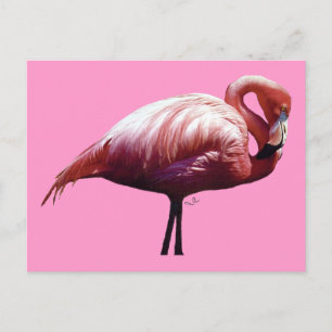 Flamingo Postcard Postkarte