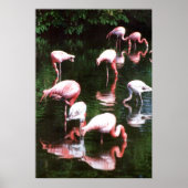 Flamingo Poster (Vorne)