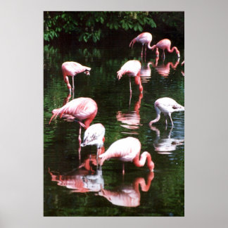 Flamingo Poster