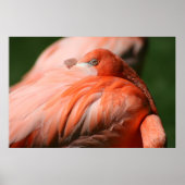 Flamingo Poster (Vorne)