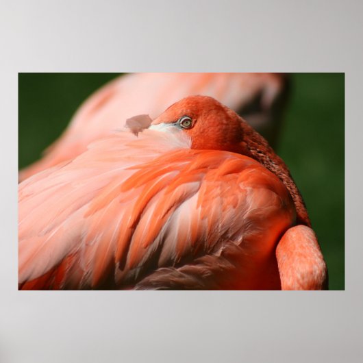 Flamingo Poster (Vorne)