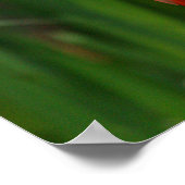 Flamingo Poster (Ecke)