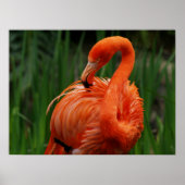 Flamingo Poster (Vorne)