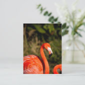 Flamingo Postkarte (Stehend Vorderseite)