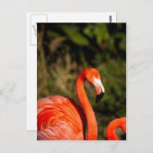 Flamingo Postkarte (Vorne/Hinten)